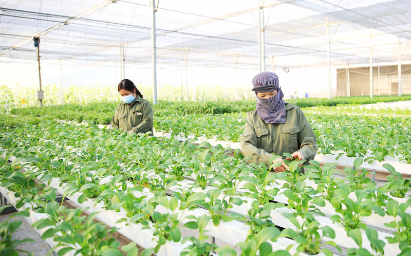 Hanói promueve la inteligencia artificial en la producción agrícola