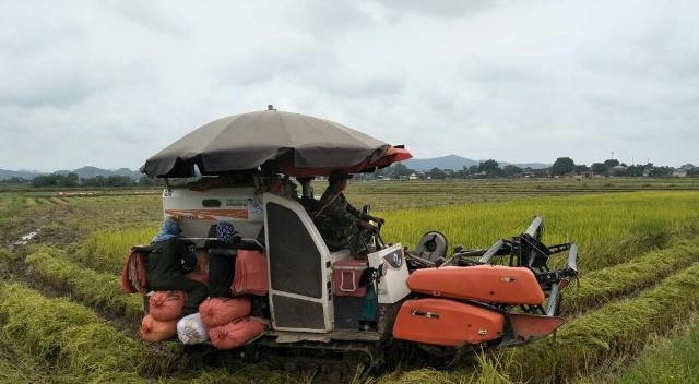 Las exportaciones de arroz en el segundo trimestre mantendrán un impulso de crecimiento positivo