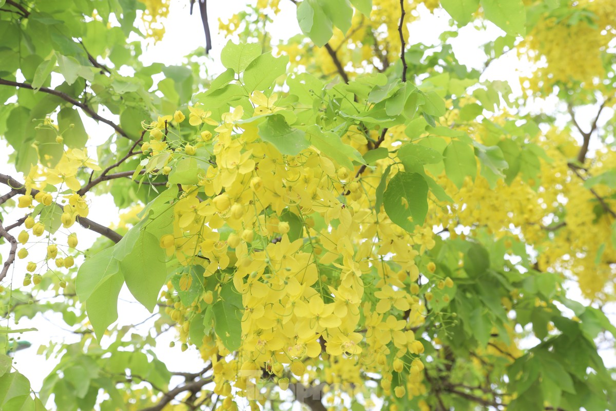 Las calles de Hanói animadas por las flores de Osaka
