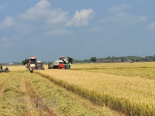 Aprueban Estrategia para desarrollo del mercado de exportación arrocera de Vietnam hasta 2030