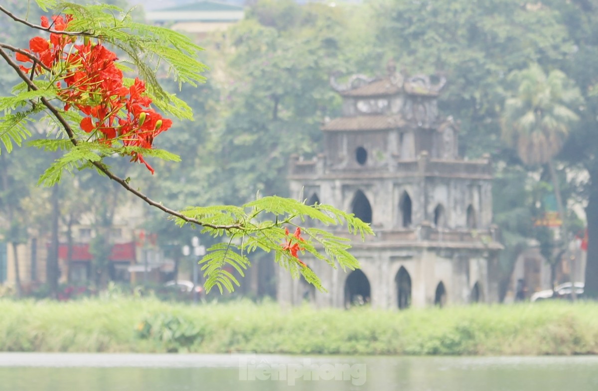 Hanói brillante con flor de flamboyán