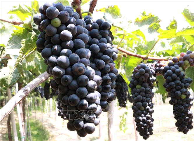 Interesantes experiencias en el concurso de uvas de Ninh Thuan