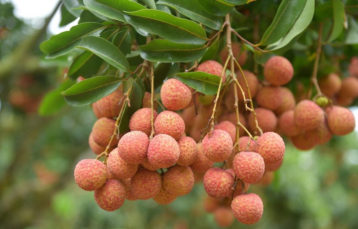 El longan y el lichi de Vietnam, en los mercados de Singapur