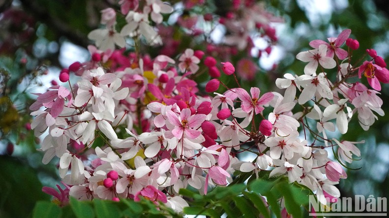Floración de la casia de Java en Dong Thap