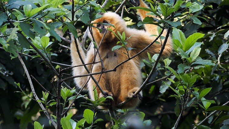 Contemplan familia de primates en el Parque Nacional de Cuc Phuong