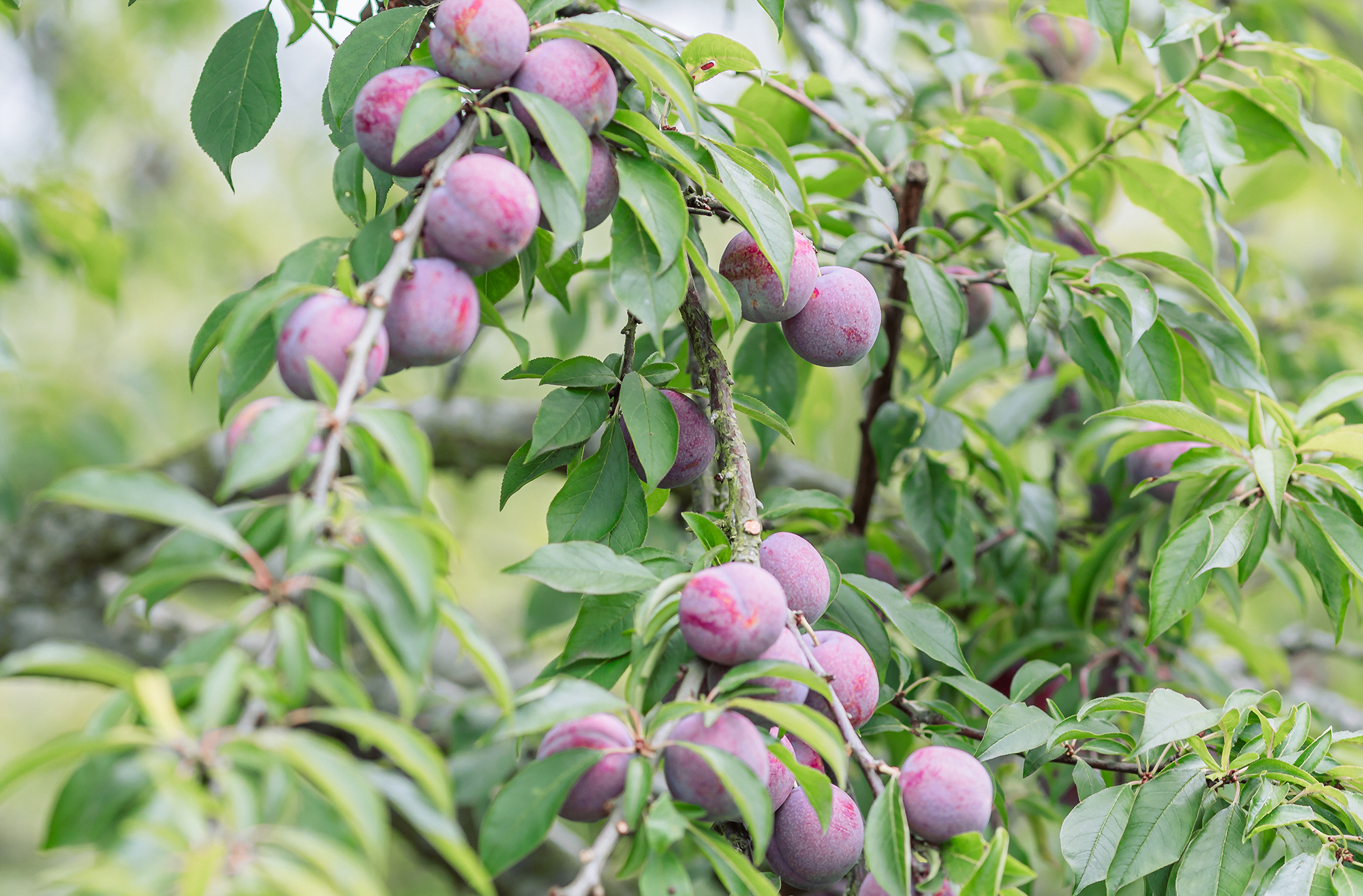 Temporada de ciruelas en Moc Chau