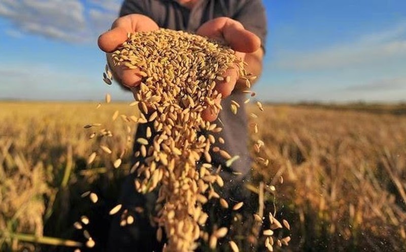 Vietnam trabaja junto a la comunidad internacional para resolver crisis alimentaria