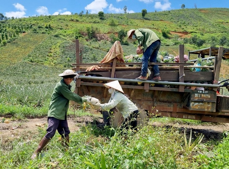 La transformación económica de la remota comuna de Cu Dram