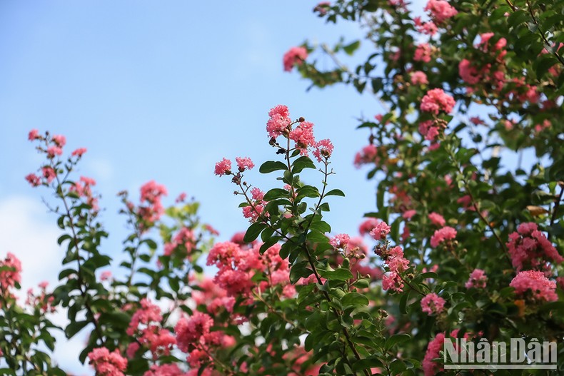 Calle de rosas vagabundas en Hanói seduce a visitantes