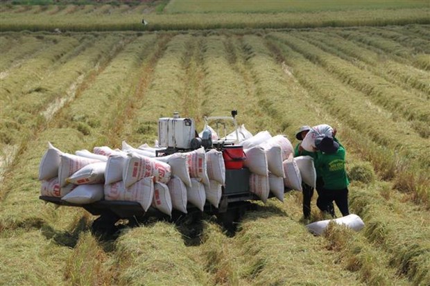 Diversificar mercado de exportación es crucial para el sector arrocero, según expertos