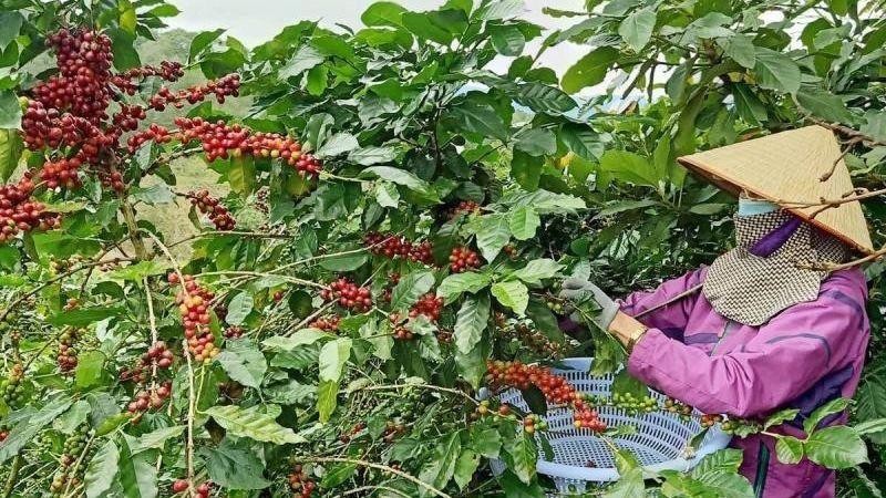 Promover el desarrollo de cultivos industriales clave para 2030