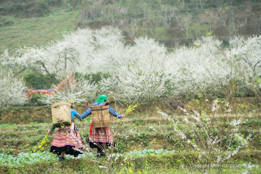 Buscan convertir a Bac Ha en polo turístico de Vietnam