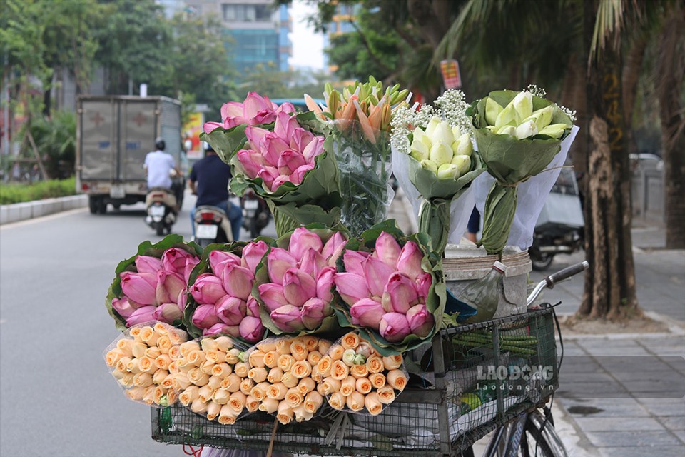 Laguna de lotos encanta a amantes de flores en Hanoi