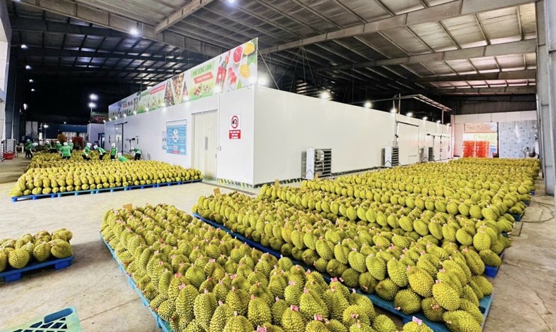 Crecen exportaciones de productos acuícolas y agrosilvícolas de Vietnam a la ASEAN