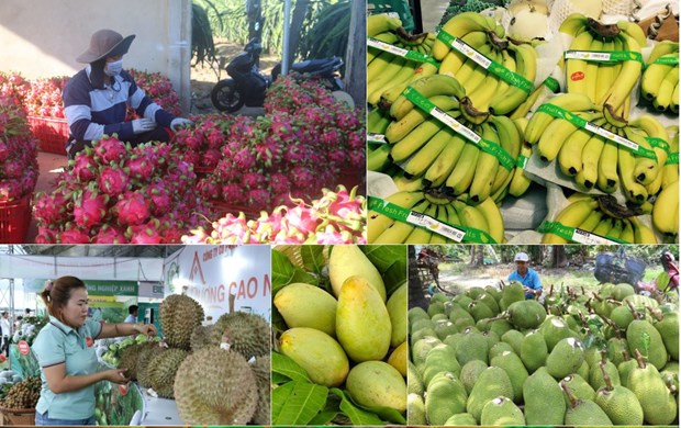 Exportación de productos agrícolas, forestales y pesqueros superó los 29 mil millones de dólares en los primeros siete meses de 2023