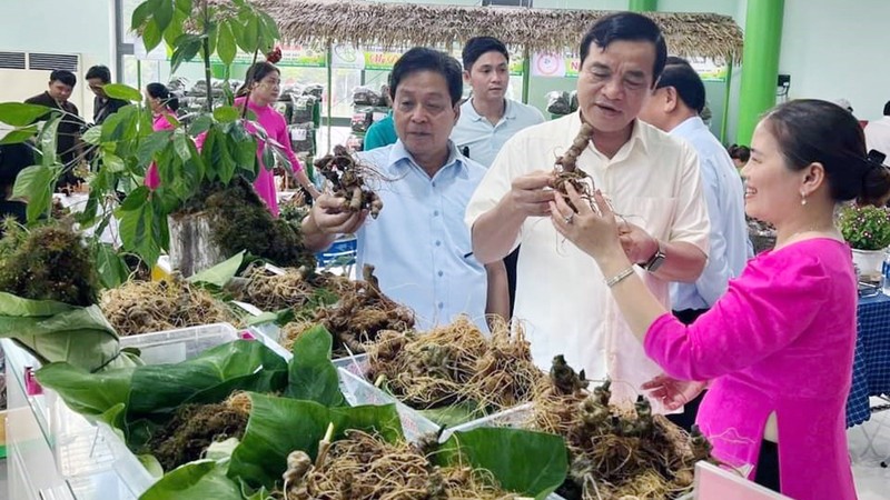 El ginseng de Vietnam tendrá marca internacional