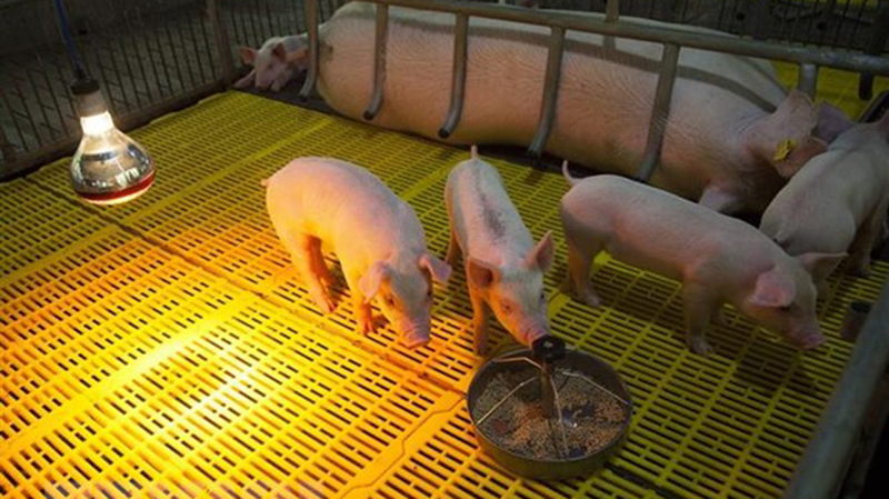 La prensa internacional se hace eco de las vacunas vietnamitas contra la peste porcina africana