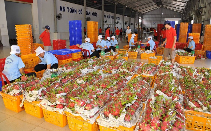 China, mercado potencial para productos agrícolas de Vietnam