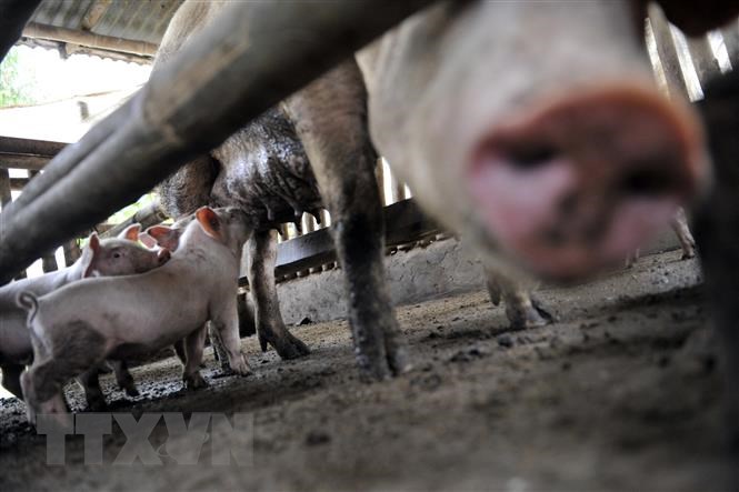 Filipinas importa vacunas vietnamitas contra la peste porcina africana