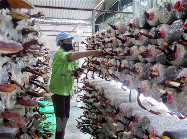 Vietnam hacia aplicación de biotecnología por desarrollo sostenible
