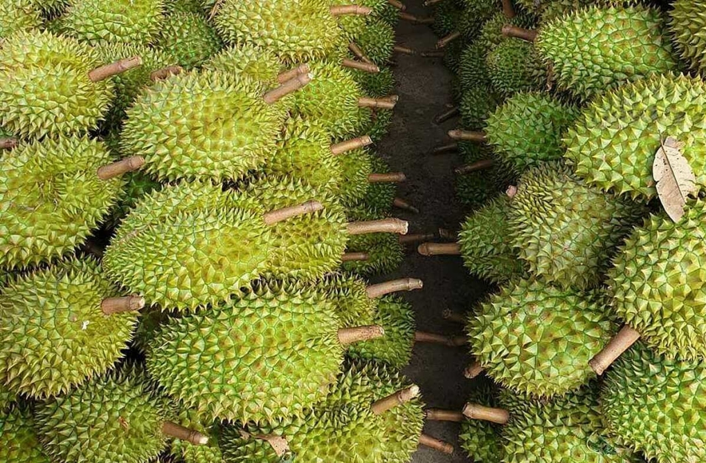 Las exportaciones de durian alcanzarán entre 2000 y 2500 millones de dólares en 2024
