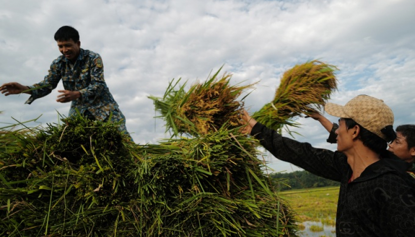 El arroz de Vietnam tiene una gran demanda en medio de la escasez mundial