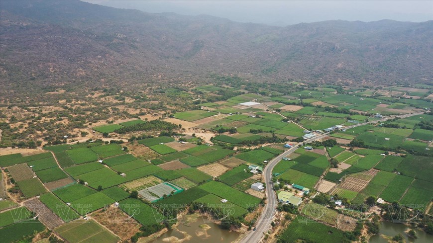 Ninh Thuan - color verde en el desierto