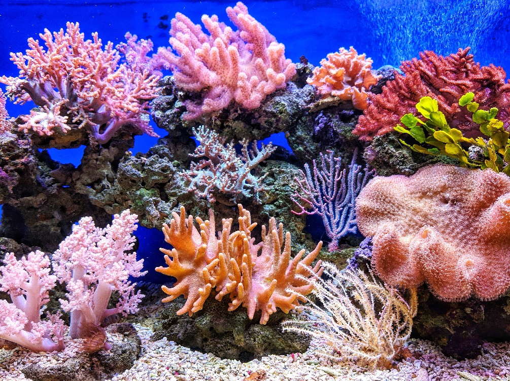 El 10 de las especies de plantas del mundo son endémicas de Vietnam