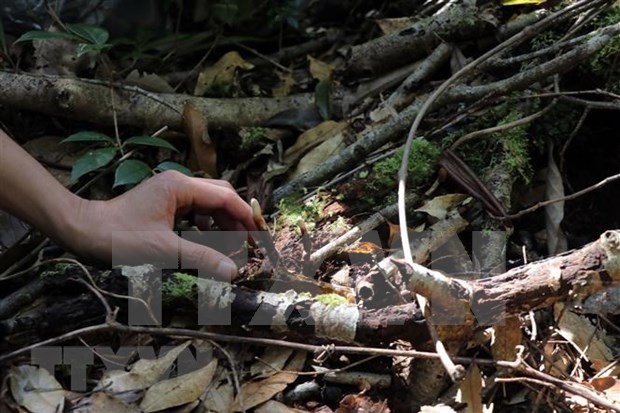 Necesita Vietnam explotar ventajas de ecoturismo de bosque