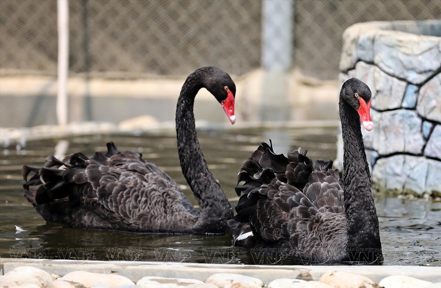 Zoológico único en la tierra soleada y ventosa de Ninh Thuan