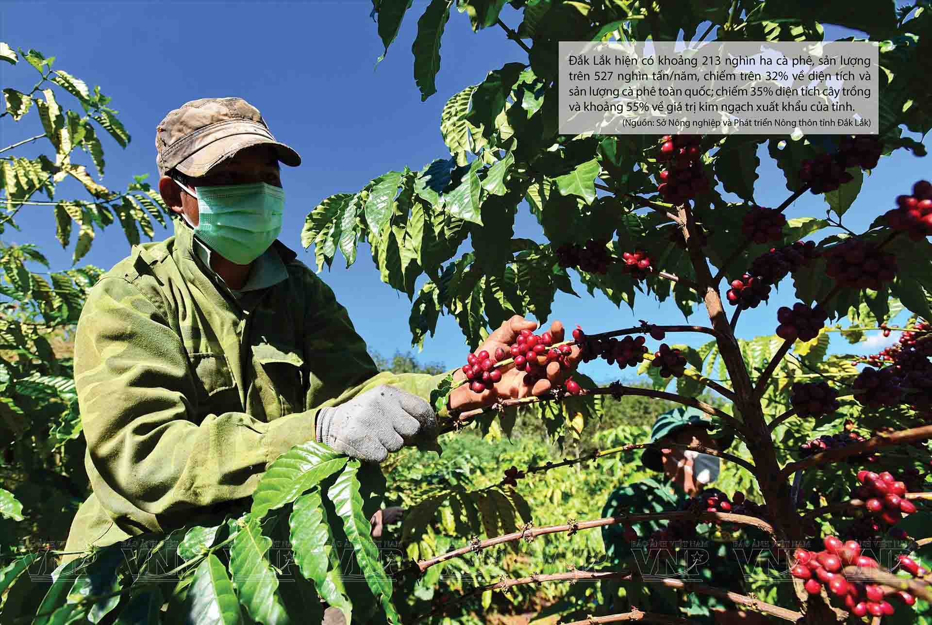 Buon Ma Thuot se convertirá en un destino mundial del café