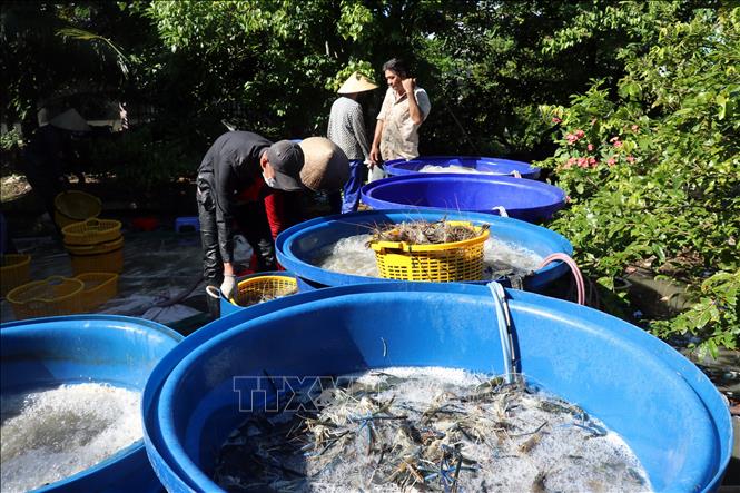Kien Giang logra 1200 millones de dólares con la exportación de productos acuáticos en 10 meses