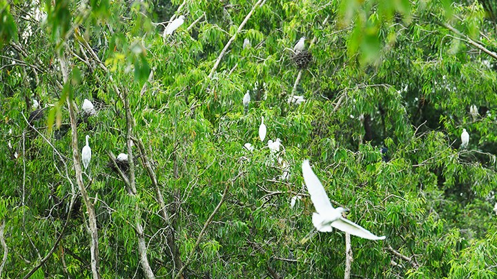 Bosque de cajeput de Tra Su en temporada de aguas altas