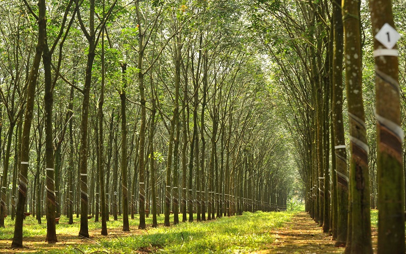 La estrategia ecológica del sector de caucho vietnamita
