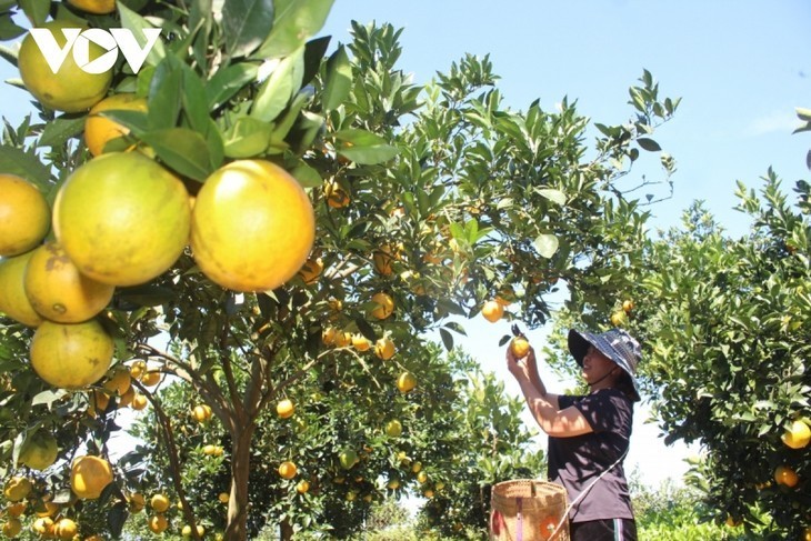 Provincia de Son La impulsa en plataformas digitales el consumo de sus productos agrícolas