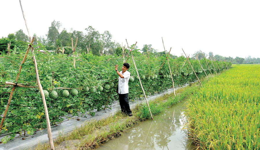 Australia invierte 2,5 millones de dólares australianos en proyectos para la adaptación al clima en el delta del Mekong