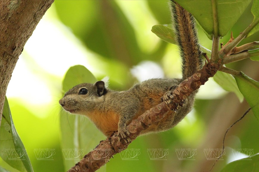 Descubren la Reserva Natural Binh Chau - Phuoc Buu