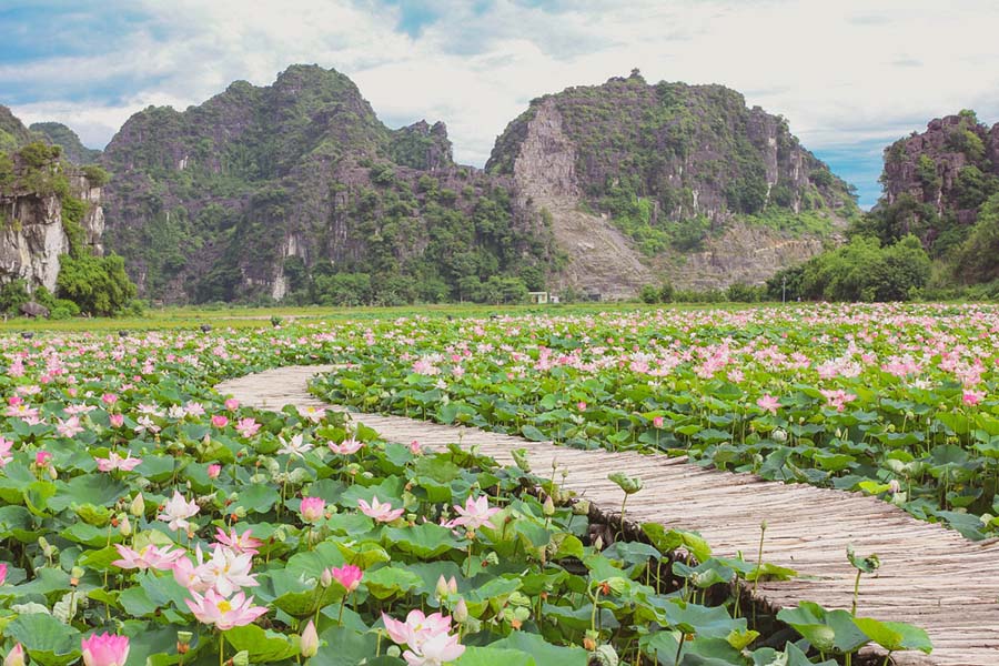 Ninh Binh desarrolla ecoturismo asociado con el loto