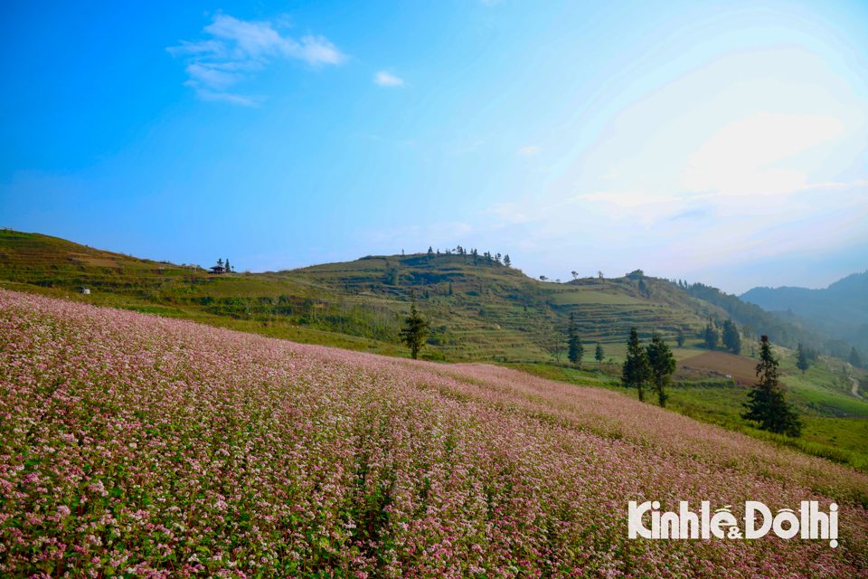 Las flores de trigo sarraceno atraen a los visitantes a Ha Giang