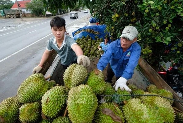Nuevo récord de exportaciones de frutas y hortalizas para Vietnam este año