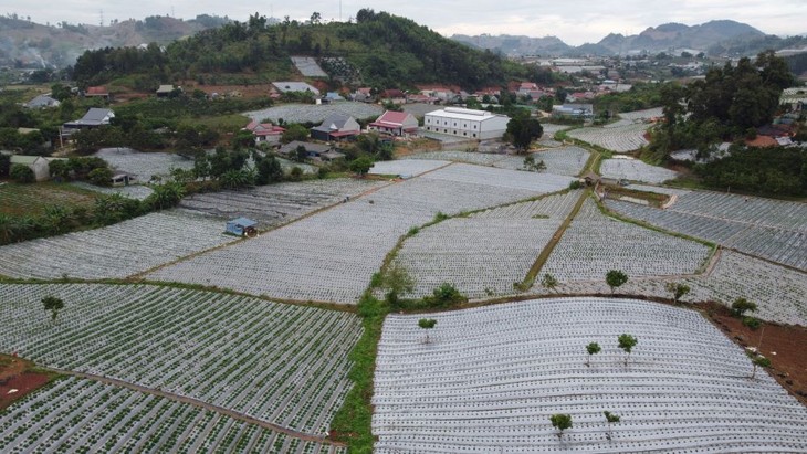 Plantación de frutillas, la promesa de un gran negocio para los agricultores de Son La