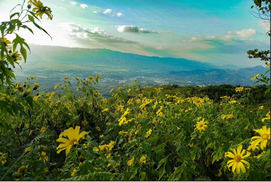 Girasoles silvestres tiñen de amarillo las montañas del noroeste