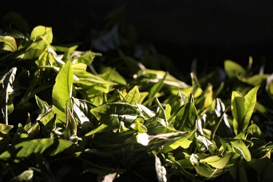 Población de árboles antiguos de té San Tuyet en Dien Bien