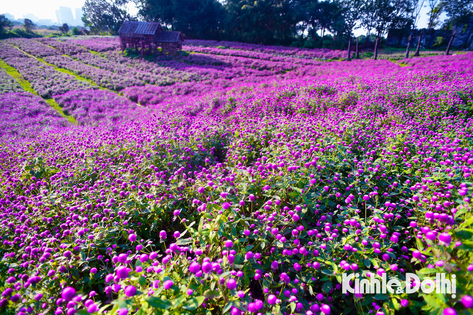 El jardín de ensueño de la flor Amaratoide atrae a numerosos habitantes de Hanói