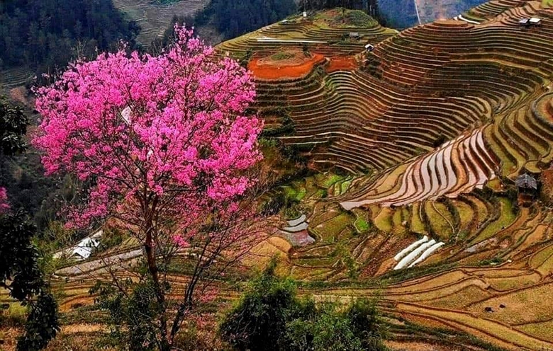 La flor silvestre de durazno da la bienvenida a la primavera en Mu Cang Chai