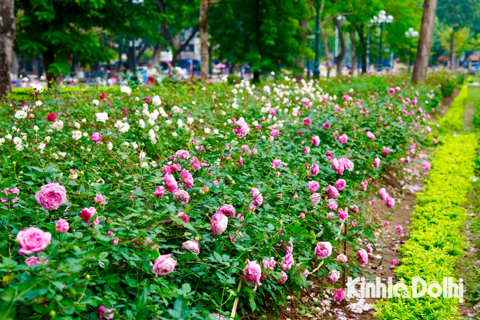 Hanói Miles de rosas florecen en el parque Thong Nhat en vísperas del nuevo año lunar