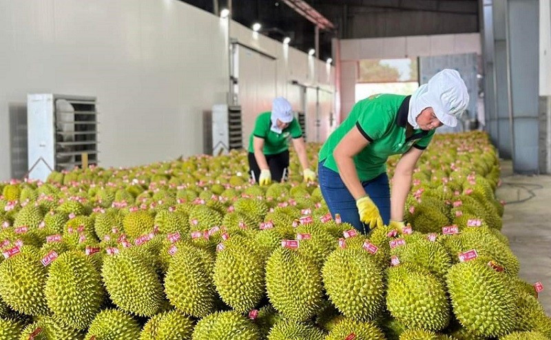 Las exportaciones de frutas y hortalizas transformadas superan por primera vez los 1000 millones de dólares