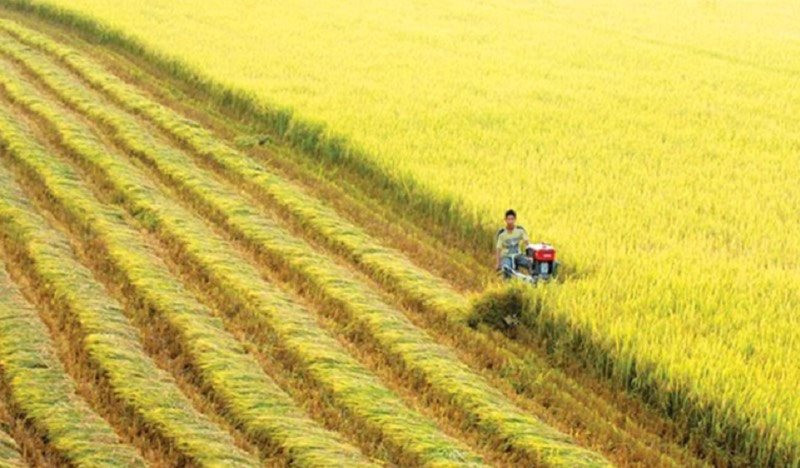 Exportación de arroz de Vietnam alcanza nivel récord