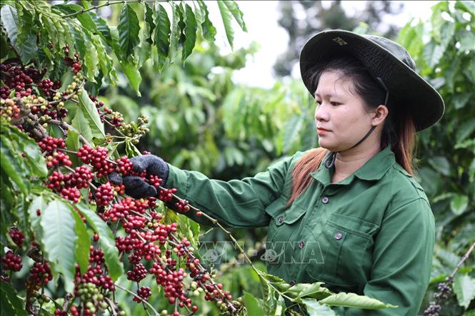 Identificar los motores del crecimiento de la economía vietnamita en 2024