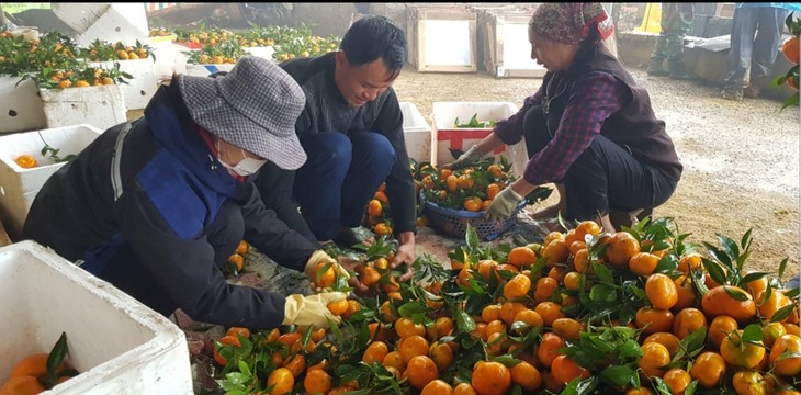 Habitantes de Van Son mejoran sus condiciones de vida con el cultivo de cítricos